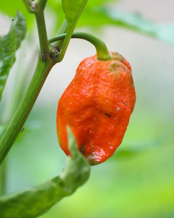 Bhut Jolokia